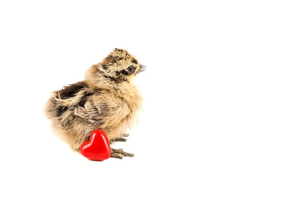 Poussin noir et jaune avec coeur en céramique rouge sur fond blanc