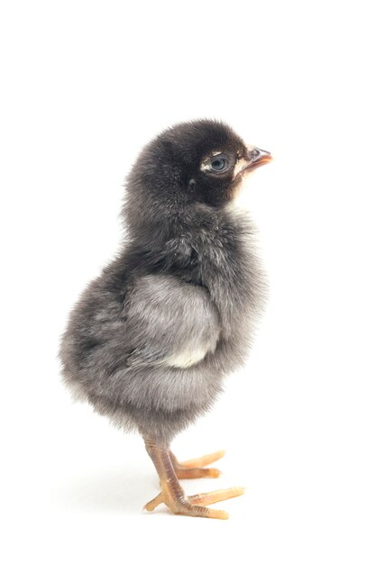 Un poussin nouveau-né sur fond blanc