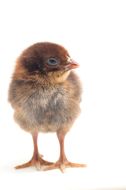 Un poussin nouveau-né sur fond blanc