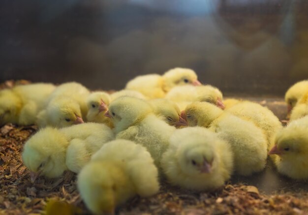 Poussin nouveau-né près de la coquille d'œuf dans l'incubateur