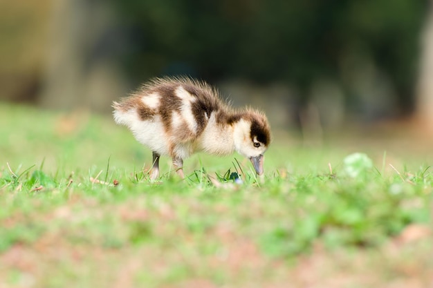 Le poussin d'oie égyptienne est à la recherche de nourriture en gros plan.