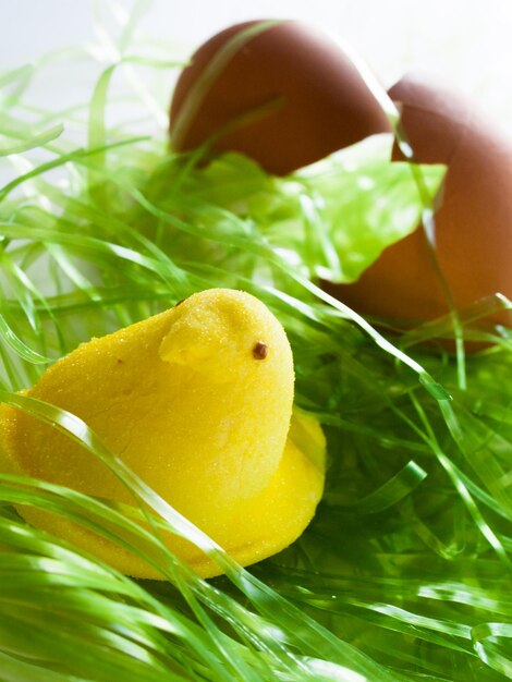 Poussin de Pâques dès l'œuf.