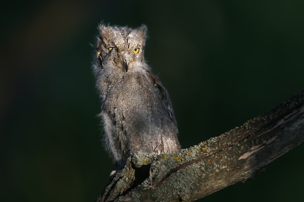 Un poussin de petit-duc d'Eurasie est filmé assis sur une branche dans la douce lumière du soir.