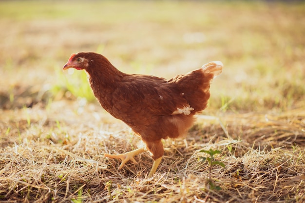 Poussin de poule marchant dans le jardin