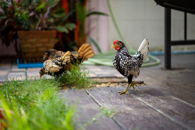 Poussin SeBright blanc argenté marchant sur le plancher en bois de ciment au jardin d'accueil dans l'après-midi avec 2 SeBright Chicken à l'arrière-plan.