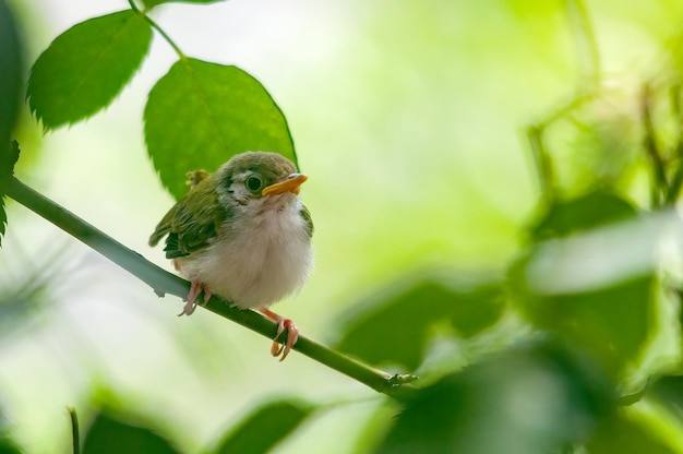 Poussin tailleur commun sur une branche d'arbre