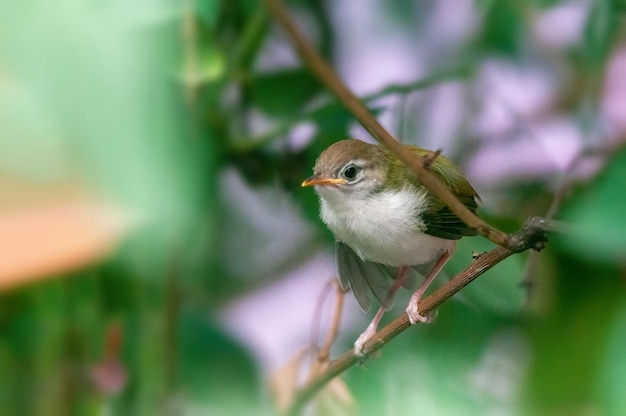 Le poussin de tailleur commun s'étire sur une branche d'arbre