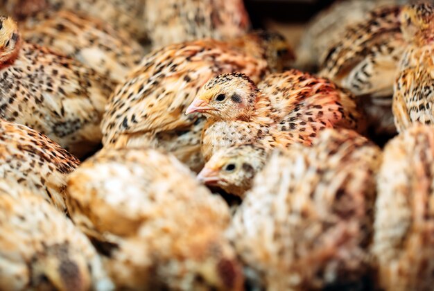 Poussins de caille dans une cage à la ferme.