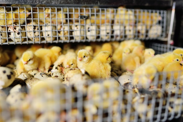 Les poussins de caille éclos nouveau-nés se bouchent dans un incubateur