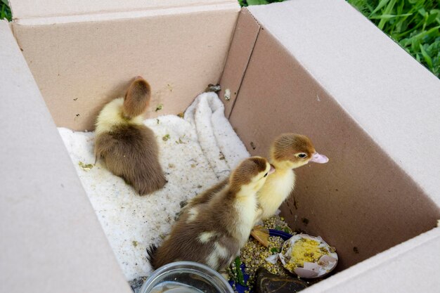 Photo des poussins de canard musqué