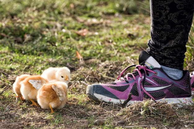 Poussins dans une ferme avec chaussure fille