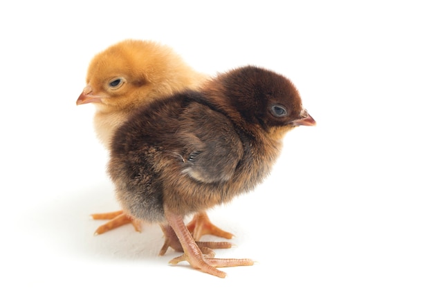 poussins jaunes et bruns nouveau-nés sur blanc