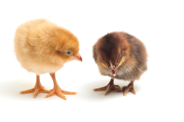 poussins jaunes et bruns nouveau-nés sur blanc