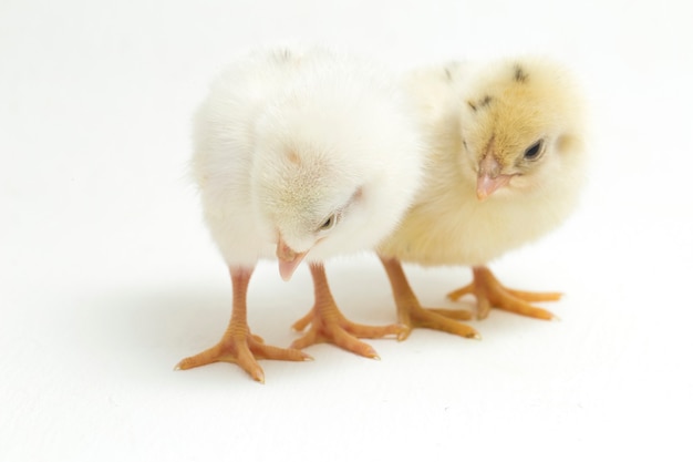 poussins jaunes nouveau-nés sur blanc