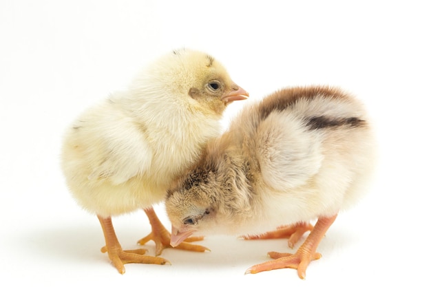 poussins jaunes nouveau-nés sur blanc