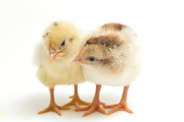 poussins jaunes nouveau-nés sur blanc