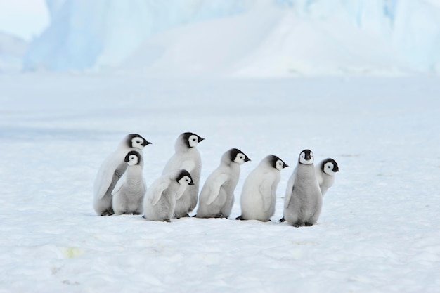 Poussins de manchots empereurs en Antarctique