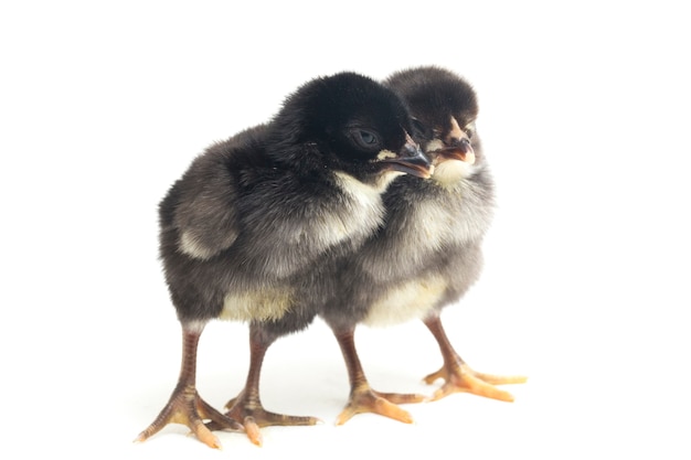 poussins noirs nouveau-nés sur blanc