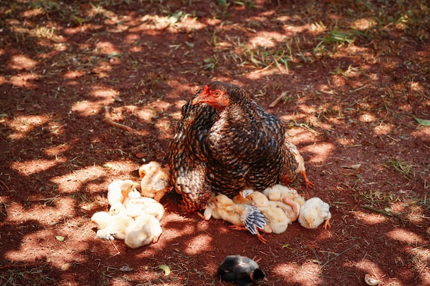 Poussins se grattant à la ferme avec le poulet mère