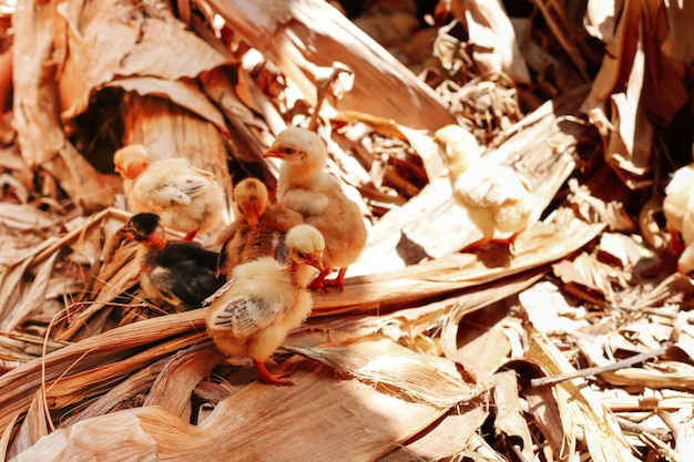 Poussins se grattant à la ferme