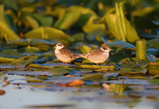 Poussins de sterne moustache (Chlidonias hybrida) gros plan sur un tapis vert de plantes aquatiques