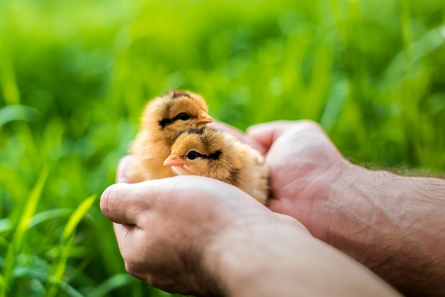 Poussins tenus dans les mains