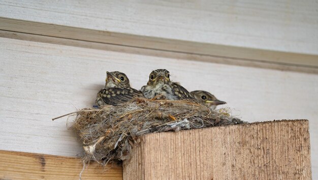 Des poussins de truie sont assis dans un nid contre un mur de bois de la maison en attendant leurs parents