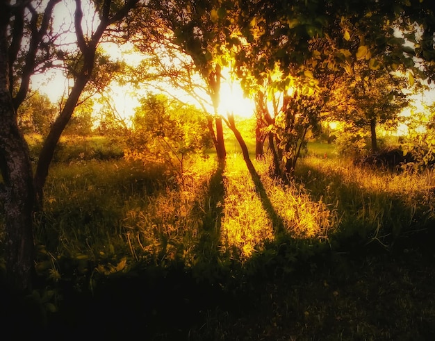 Poutres au coucher du soleil dans un jardin d'été avec pommiers.