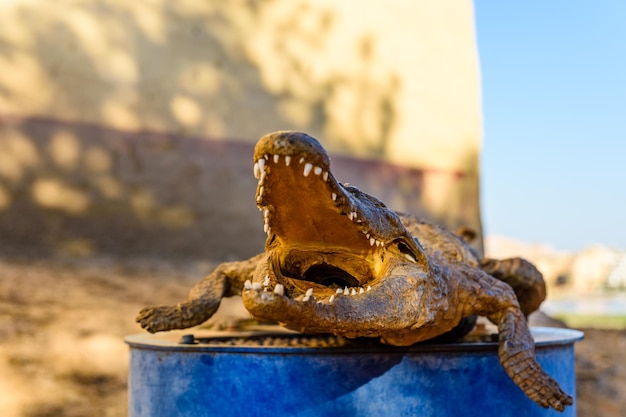 Épouvantail séché de jeune alligator du Nil