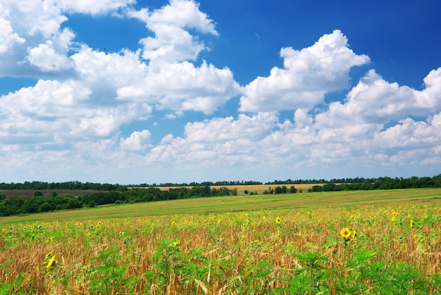 Prairie agricole