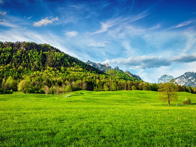 Prairie alpine en Bavière, Allemagne