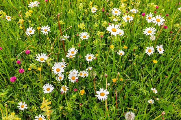 Prairie alpine avec marguerites sauvages et trèfles un jour d'été