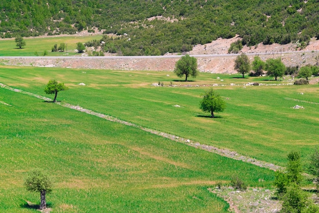 Prairie arborée au pied de la montagne