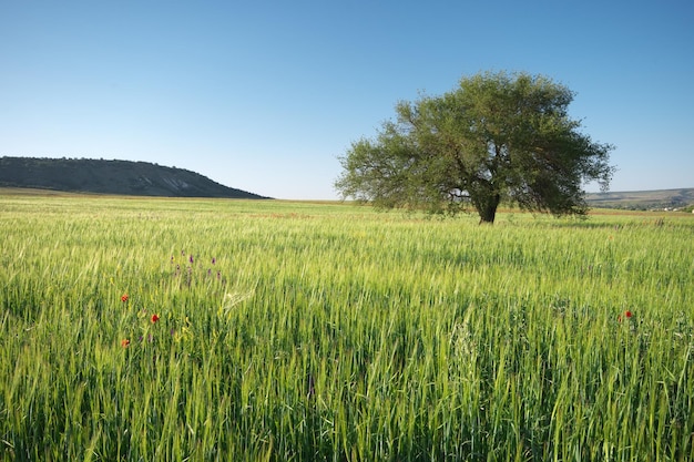 Prairie et arbre de printemps