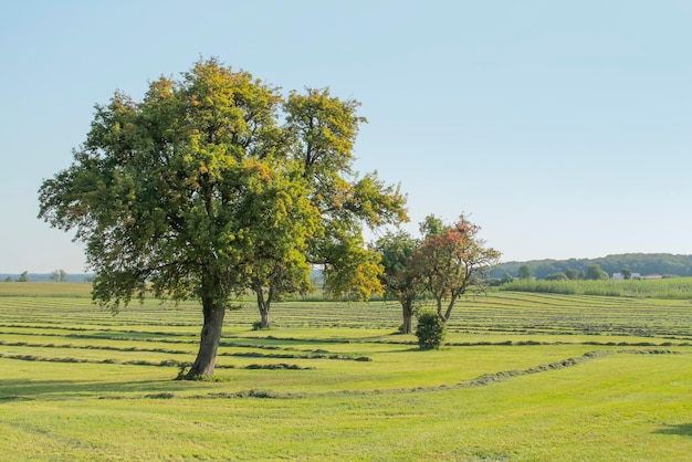 une prairie avec des arbres fruitiers