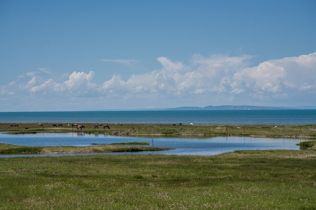 Sur la prairie au bord du lac Qinghai, il y a un ciel bleu et des nuages blancs dans le ciel