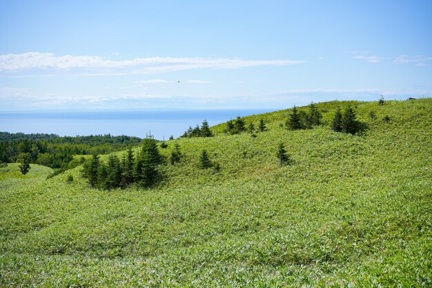 Prairie au bord de la mer et ciel d'été ensoleillé aux beaux jours