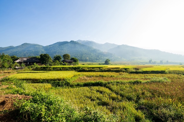 Photo prairie au vietnam