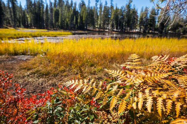 Prairie d'automne ensoleillée.