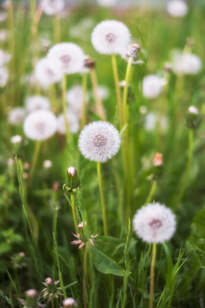 Prairie avec beaucoup de pissenlits, fleurs blanches très duveteuses.