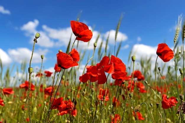 Prairie avec de belles fleurs de pavot rouge vif au printemps