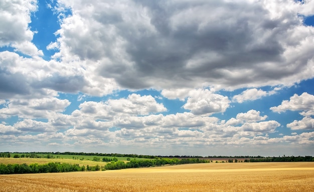 Prairie de blé et ciel bleu nuageux. Composition de la nature