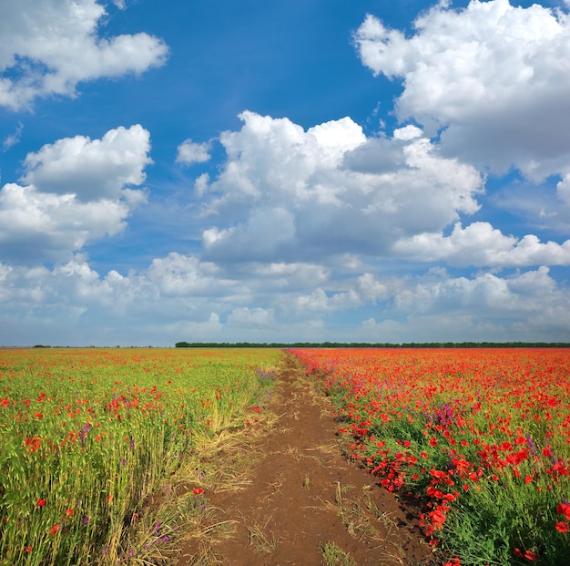 Prairie de blé et coquelicot Composition nature