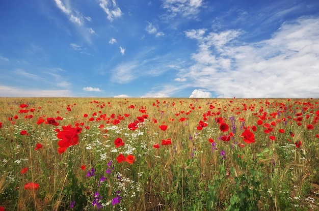 Prairie de blé et coquelicot Composition Nature