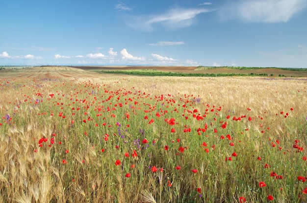 Prairie de blé et coquelicot