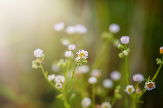 Prairie de camomille, fleurs sauvages au coucher du soleil dans un rayon de lumière.