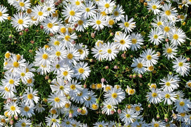 Prairie avec champ de marguerites blanches avec des fleurs sauvages