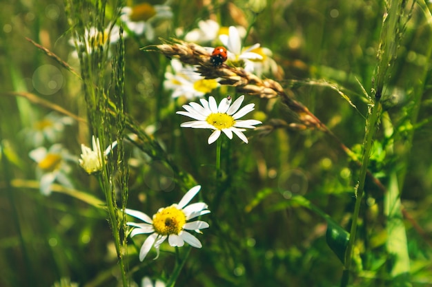 Prairie, champ avec marguerites et herbe verte, fond d'été