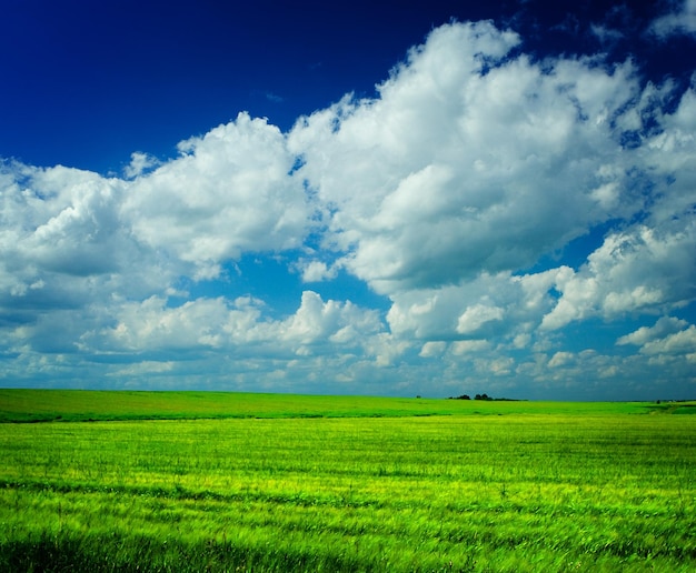 Prairie avec ciel nuageux