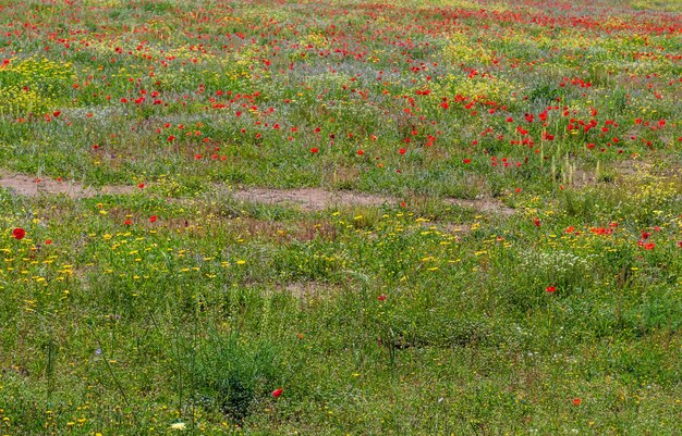 Prairie de coquelicots au printemps